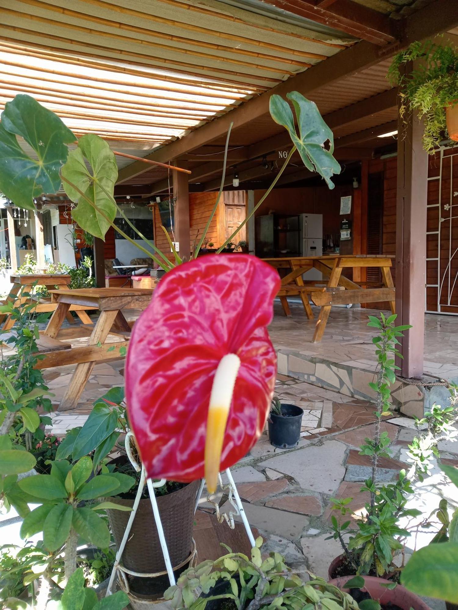 Hostal Vista Boquete Bajo Boquete Екстер'єр фото
